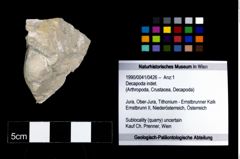 Foto (Objekt + Etikett) von Decapoda indet.  (NHMW-GEO-1990-0041-0426)